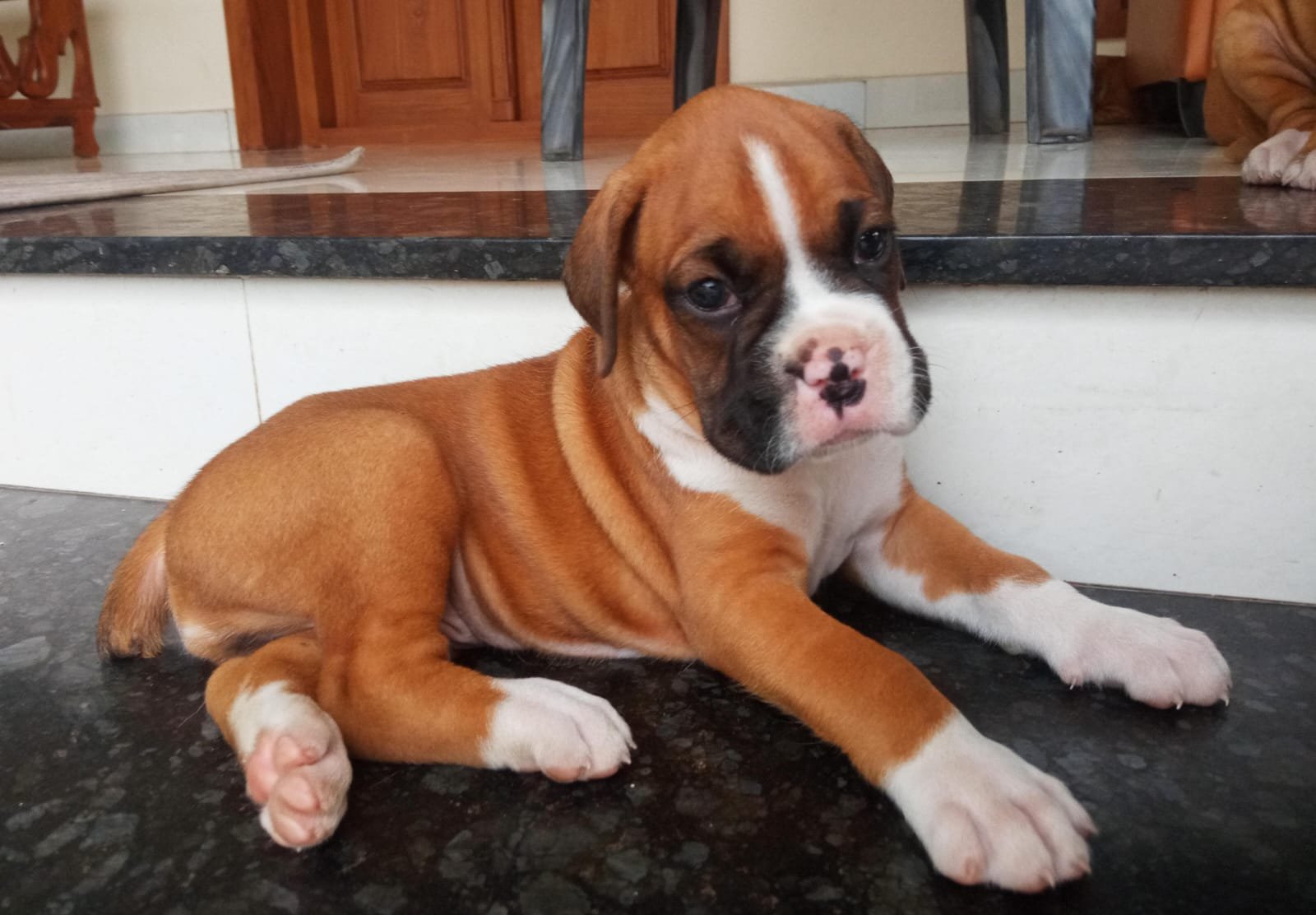 Purchase Friendly Boxer Puppy from Bangalore